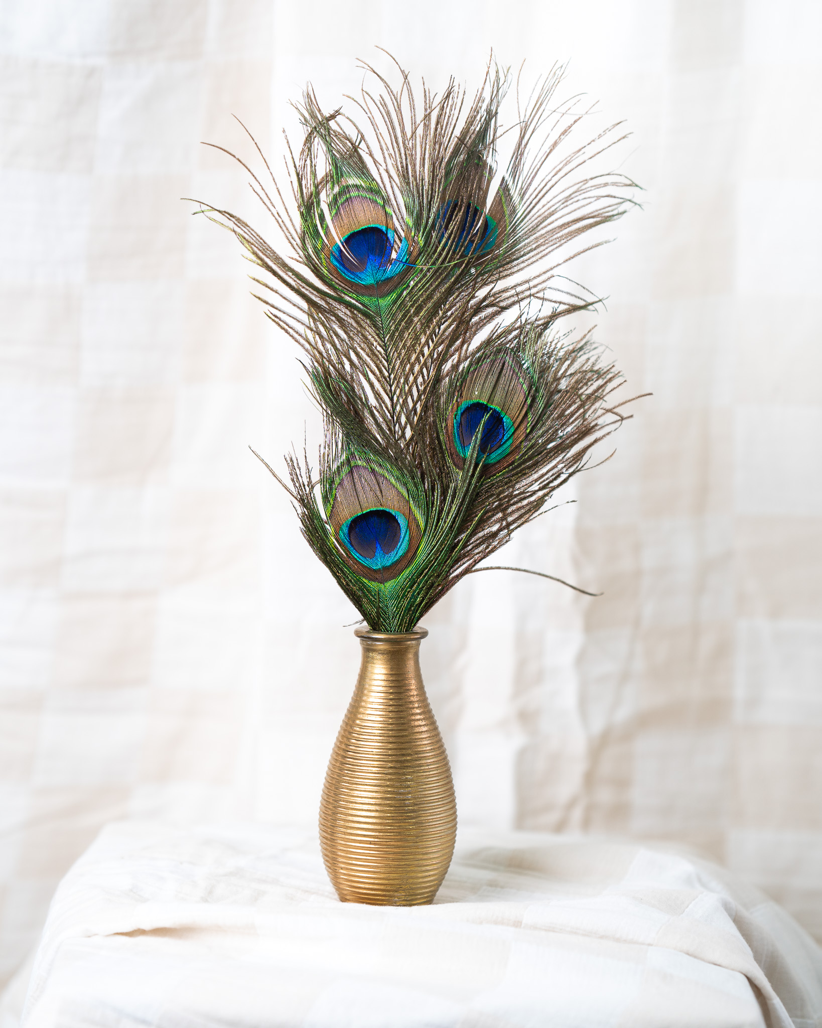 Peacock Feathers